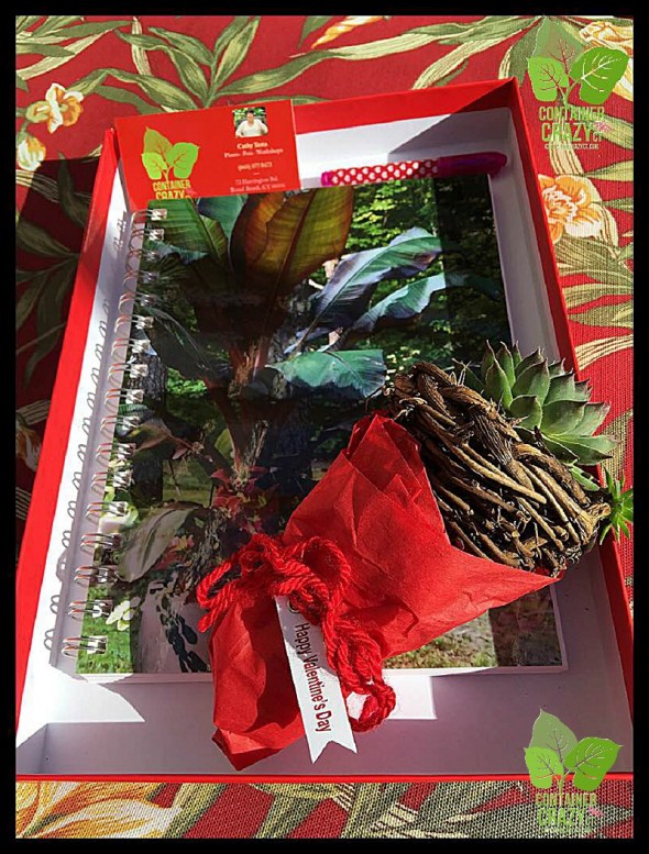 Bookstore Clear Coned Plant_0030