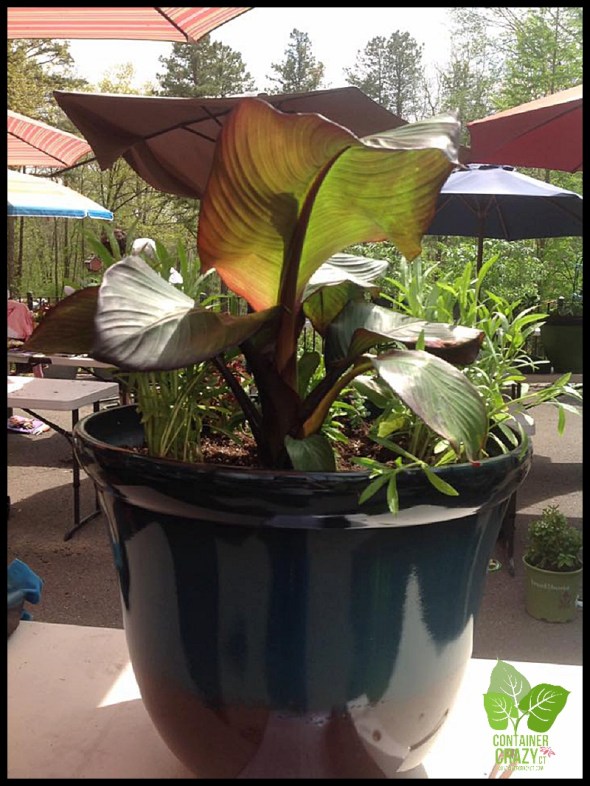 Container Garden Workshop_0005