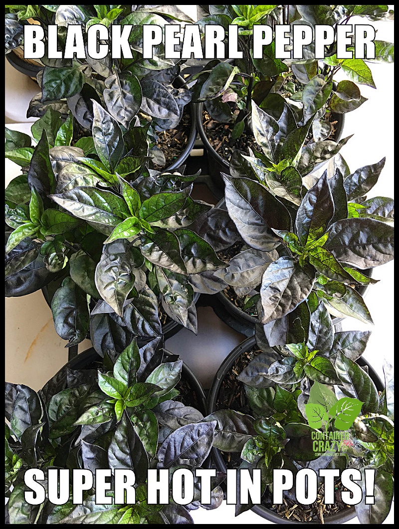 Container Garden Workshop_0010