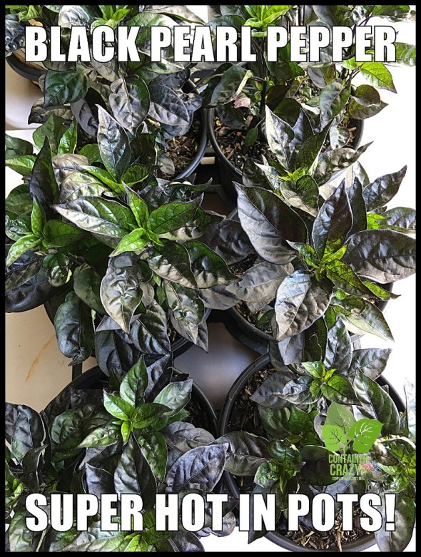 Container Garden Workshop_0010