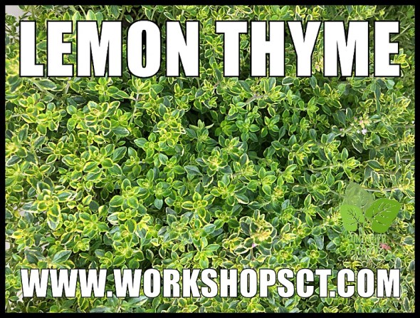 Container Garden Workshop_0012