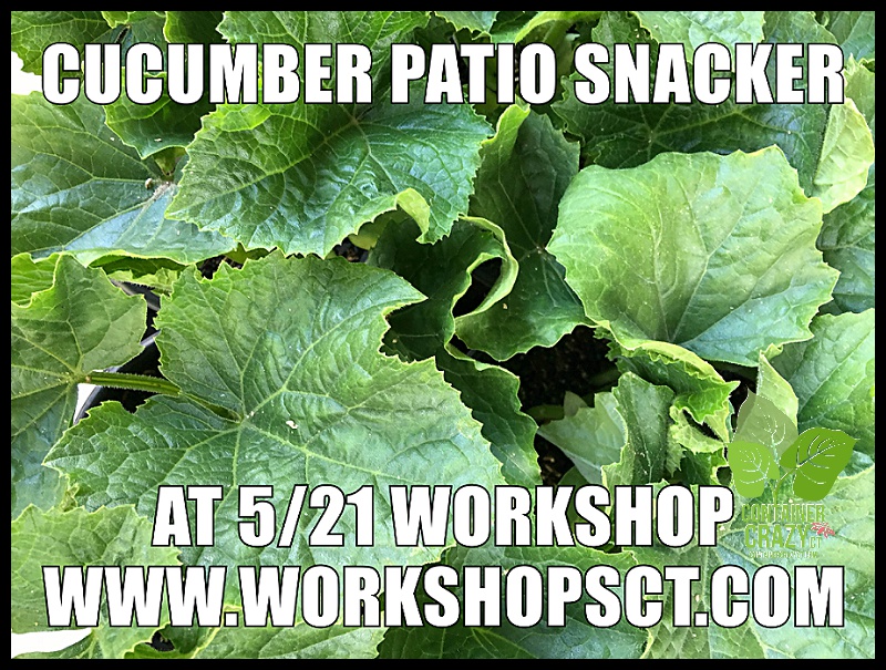 Container Garden Workshop_0013