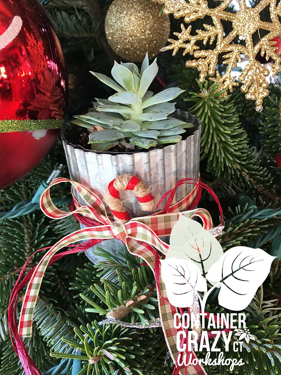 ContainerCrazyCT Creations_0005.jpg