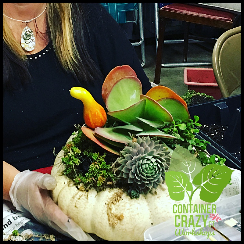 Succulent Pumpkins_0015.jpg