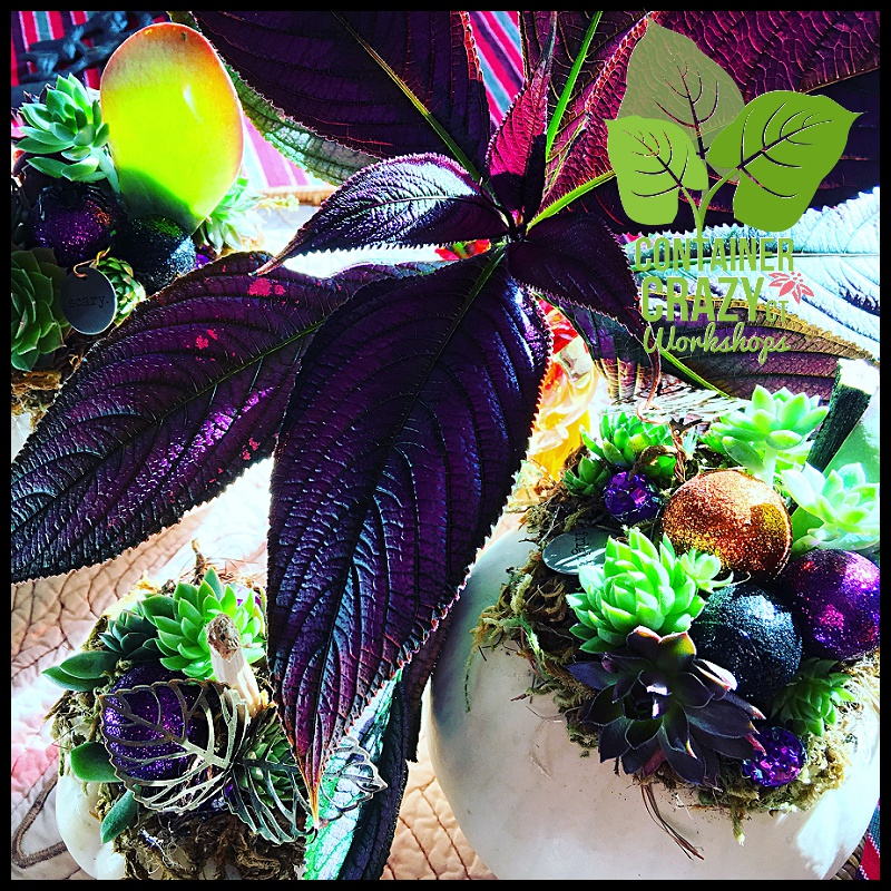 succulent-pumpkins_0027