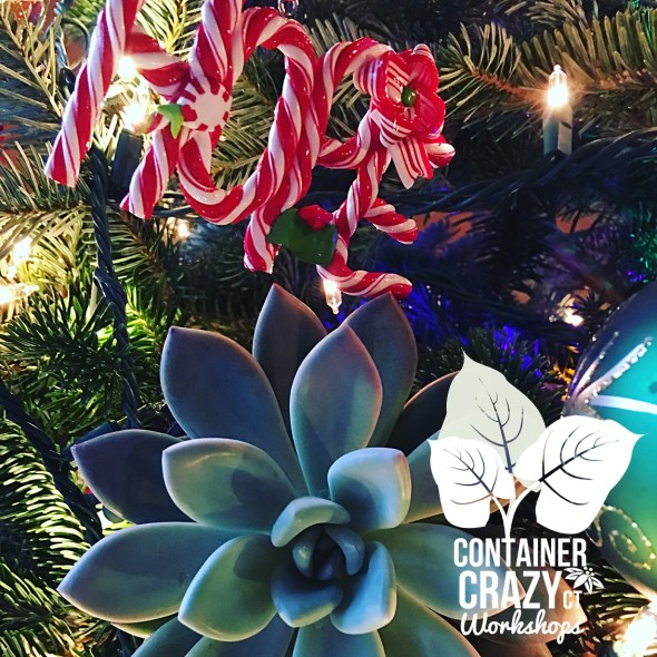 wreaths-by-cathy-testa-of-container-crazy-ct_0013