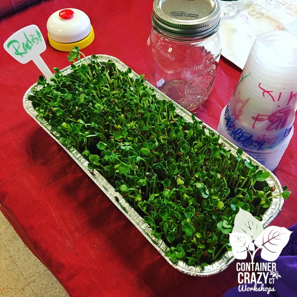 micros-copywrite-ccc_0005