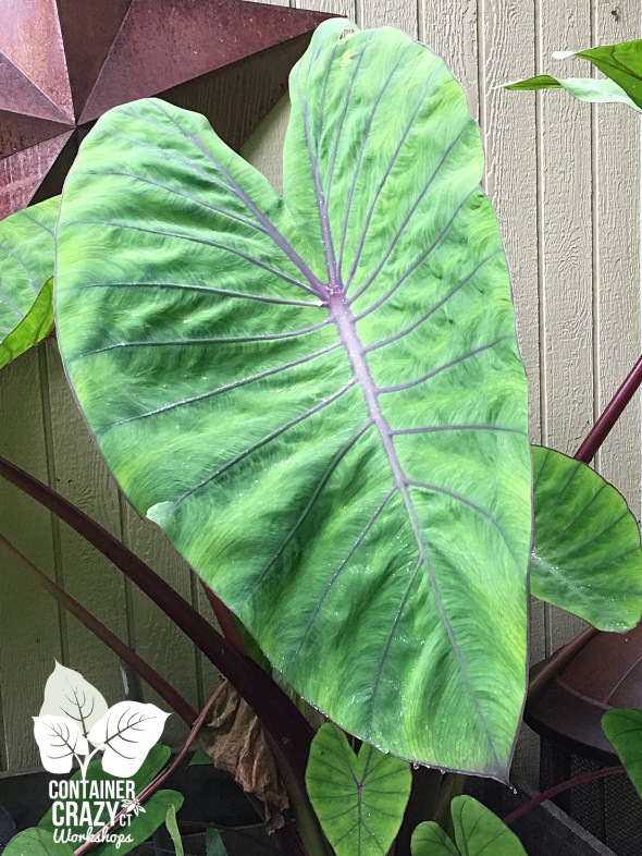 photo-wk-copywrite-ccc_0006