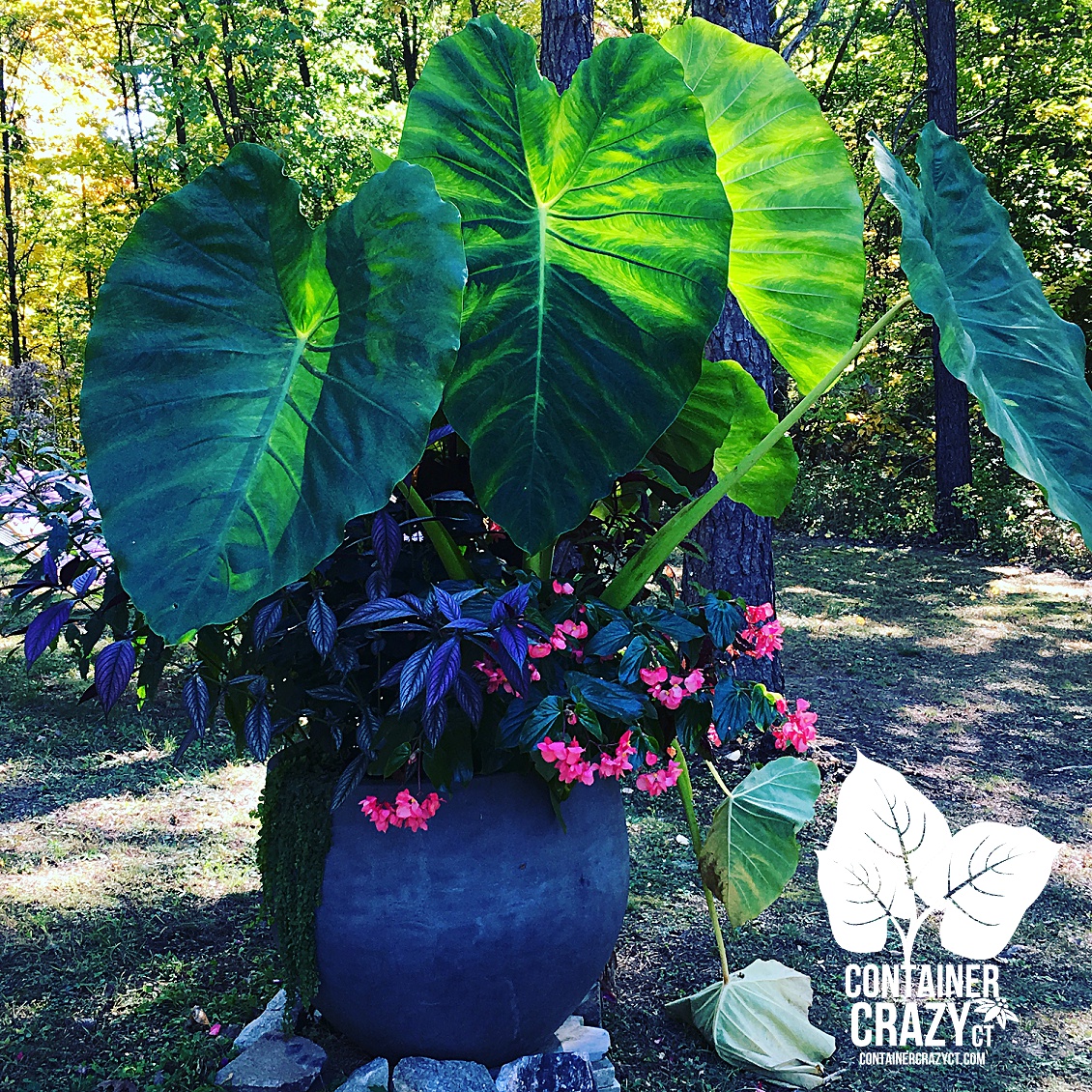 Cathy T Ele Ear Copywrite CCC_0002