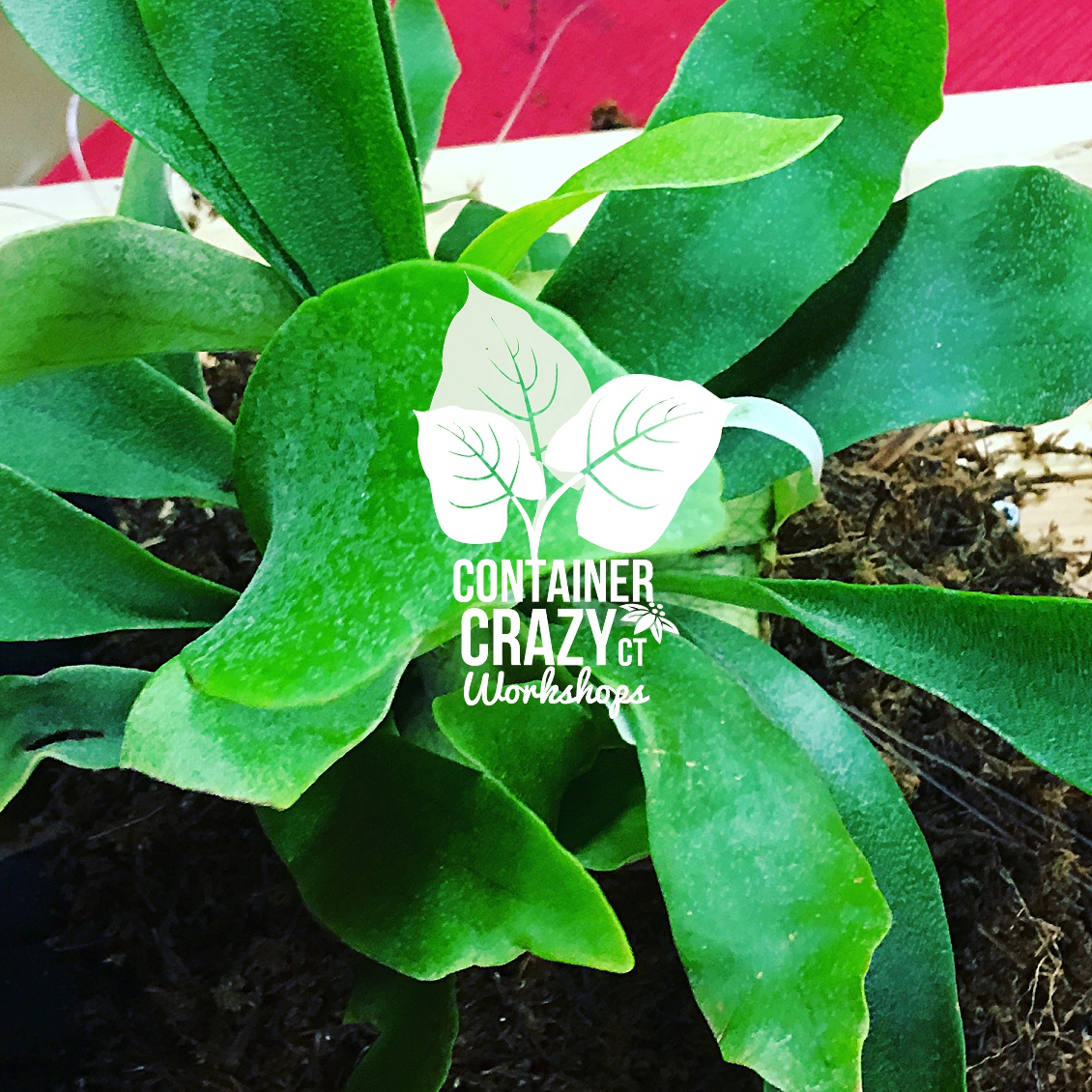 Koke Copywrite CCC_0003