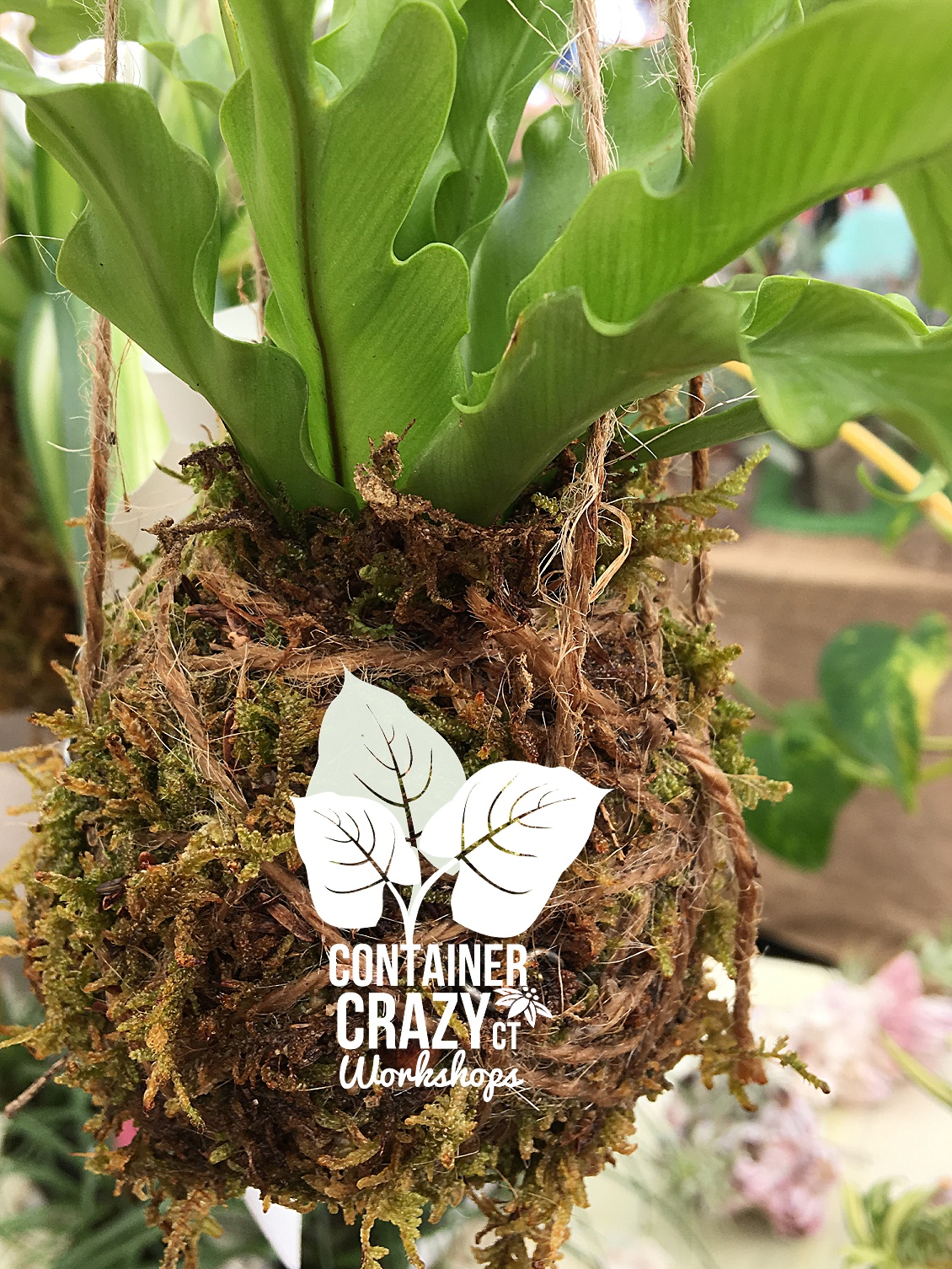 Kokedama Ball Copywrite CCC_0001