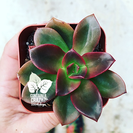 Terrarium Plants Copywrite CCC_0004