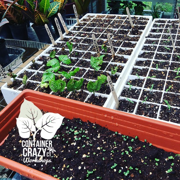 Ellington Market Copywrite CCC_0002