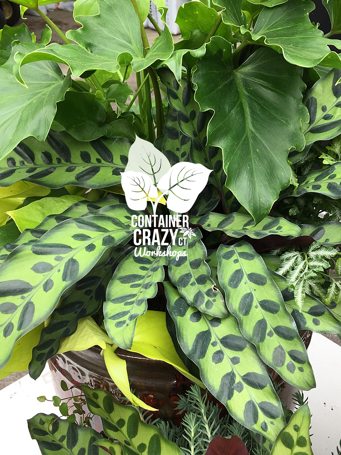 Houseplants Copywrite CCC_0002