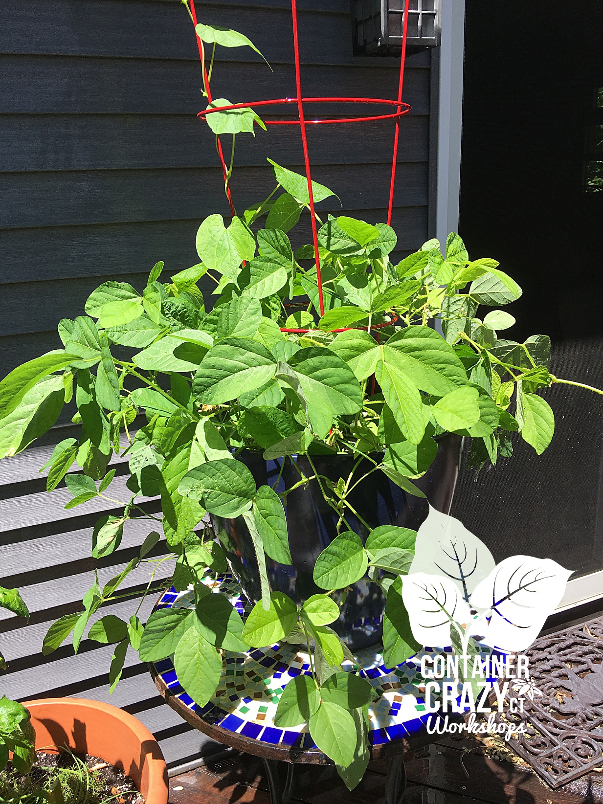 Seeds in Containers CCC Copywrite_0002