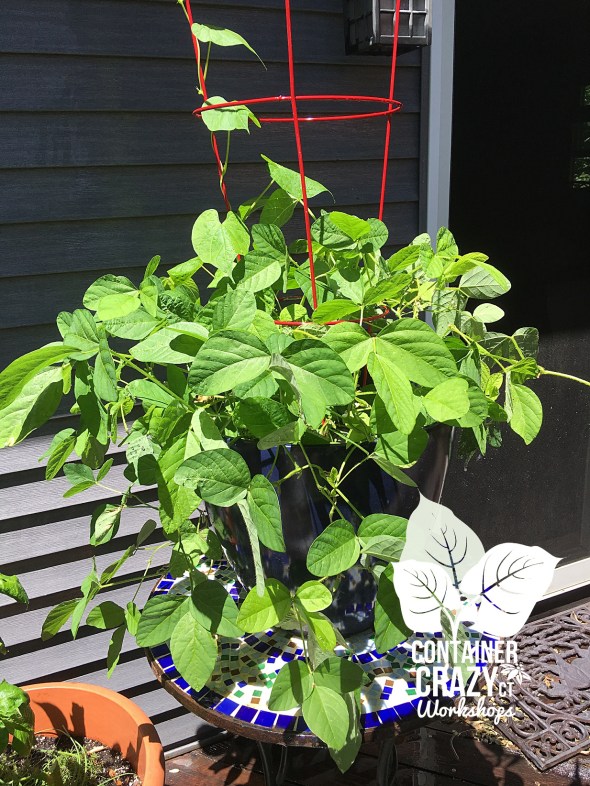 Seeds in Containers CCC Copywrite_0002