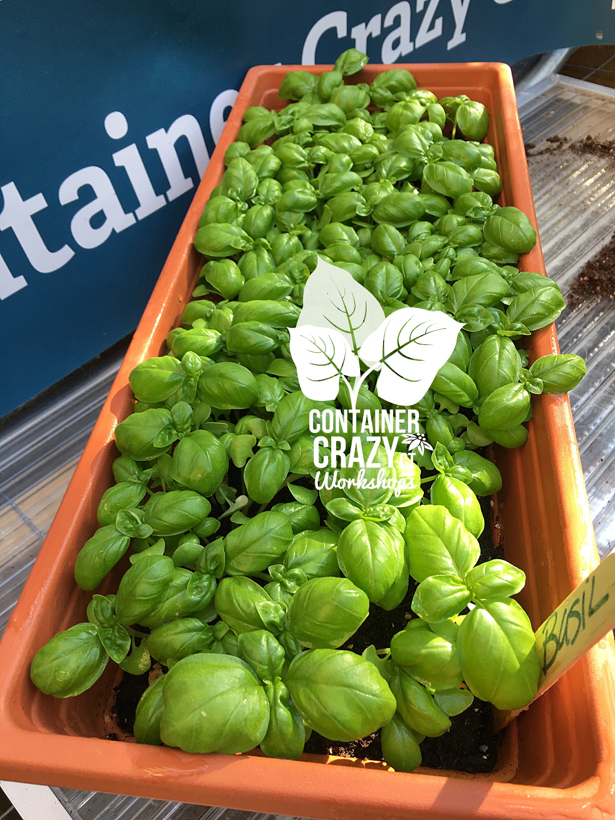 Seeds in Containers CCC Copywrite_0007