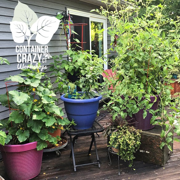 Seeds and Such  In Container Gardens | Container Crazy CT