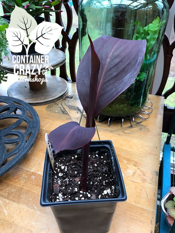 April 2018 Cathy Testa CCC Copywrite_0005