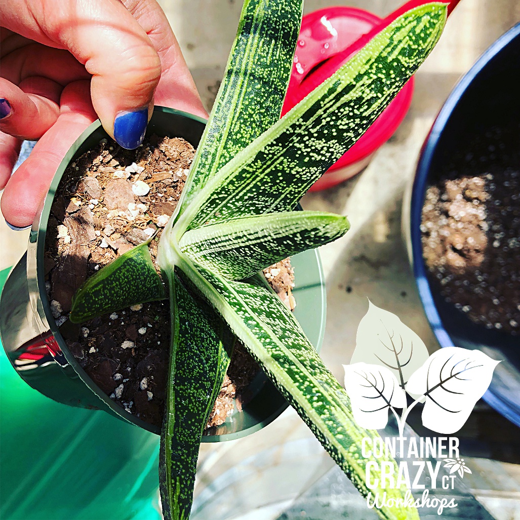 SUCCS NEW Cathy Testa CCC Copywrite_0001