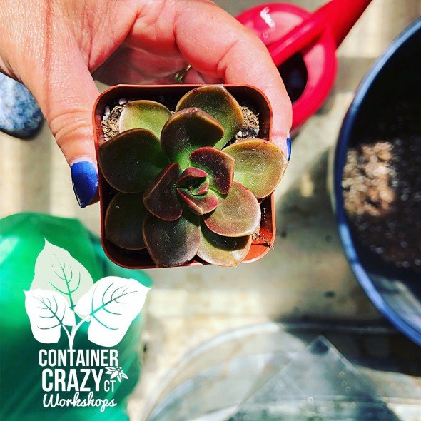 SUCCS NEW Cathy Testa CCC Copywrite_0004