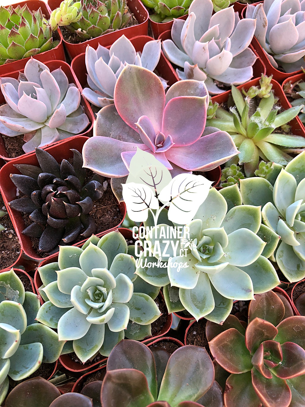 SUCCS NEW Cathy Testa CCC Copywrite_0010