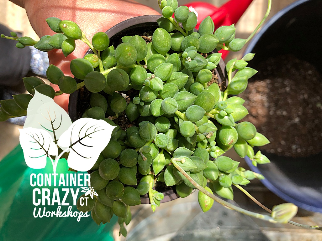 SUCCS NEW Cathy Testa CCC Copywrite_0011