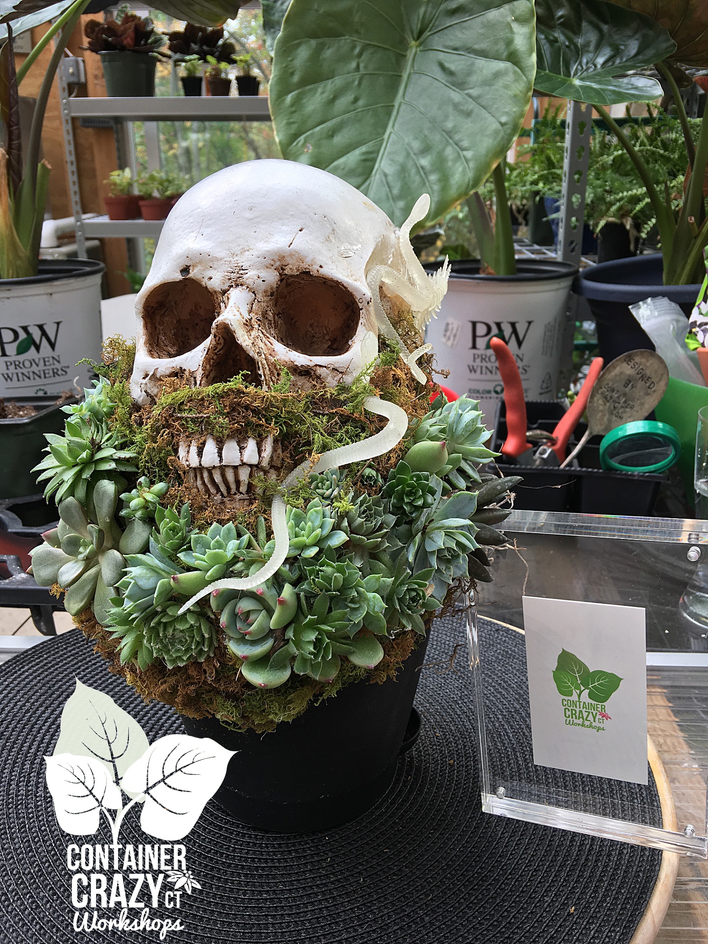 Skull Upfront Container Crazy CT