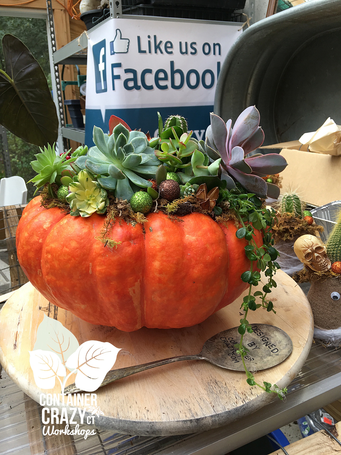 Succ Pumpkins copywrite Container Crazy CT_0002