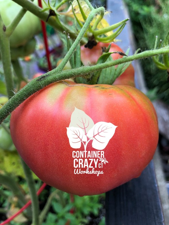 tomatoe 2018_0002