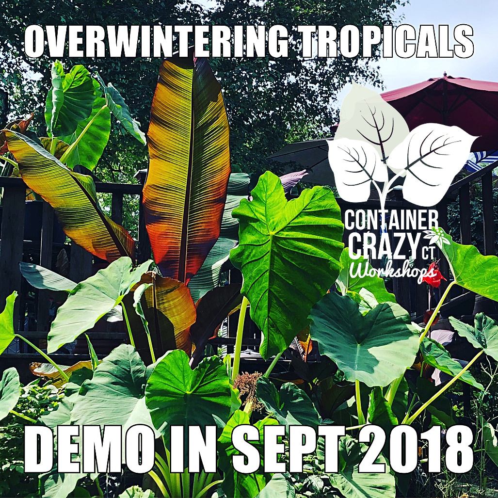 tropical cont garden 2018_0008