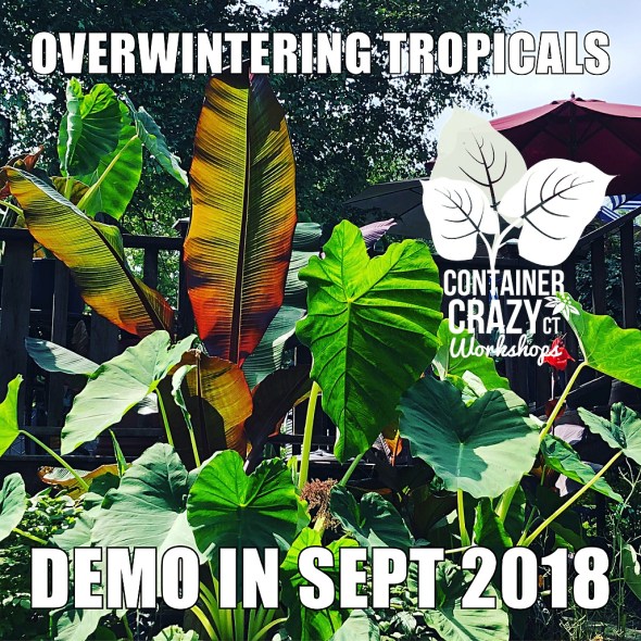 tropical cont garden 2018_0008