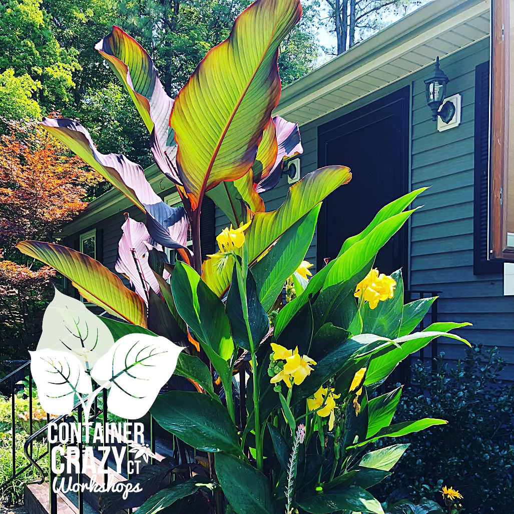 Tropical Cont Gardens Cathy T_0003