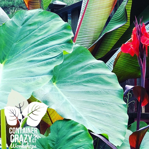 Tropical Cont Gardens Cathy T_0005