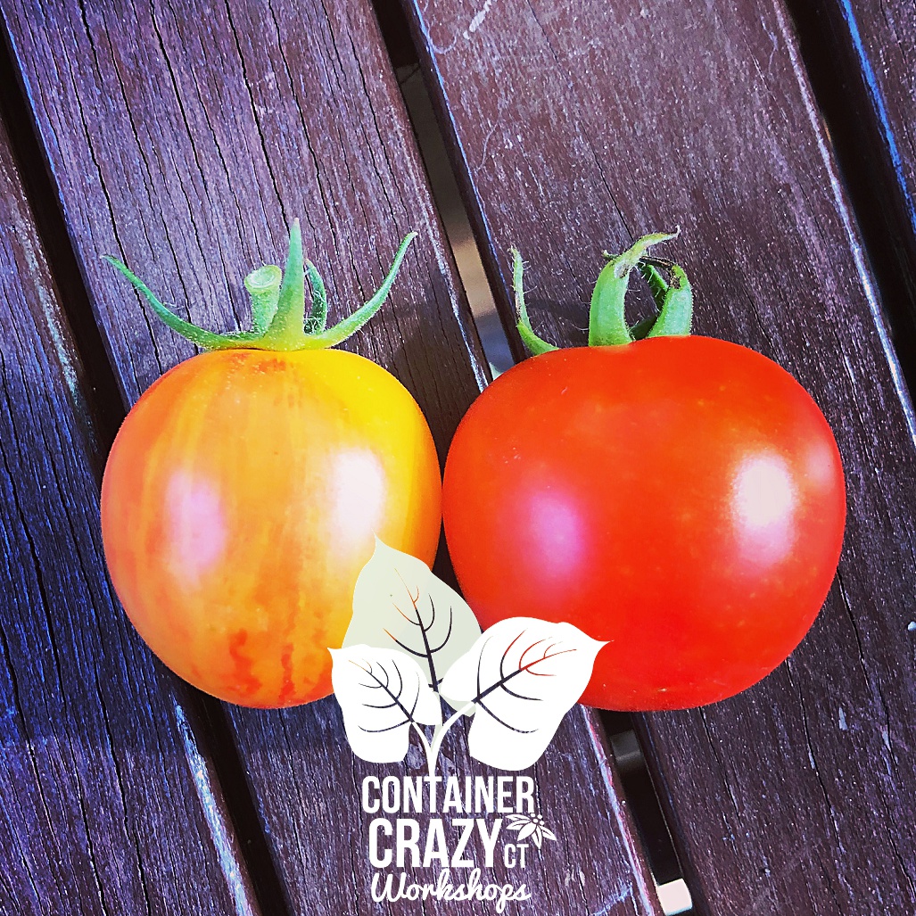 vegetables 2018 cathy T_0001