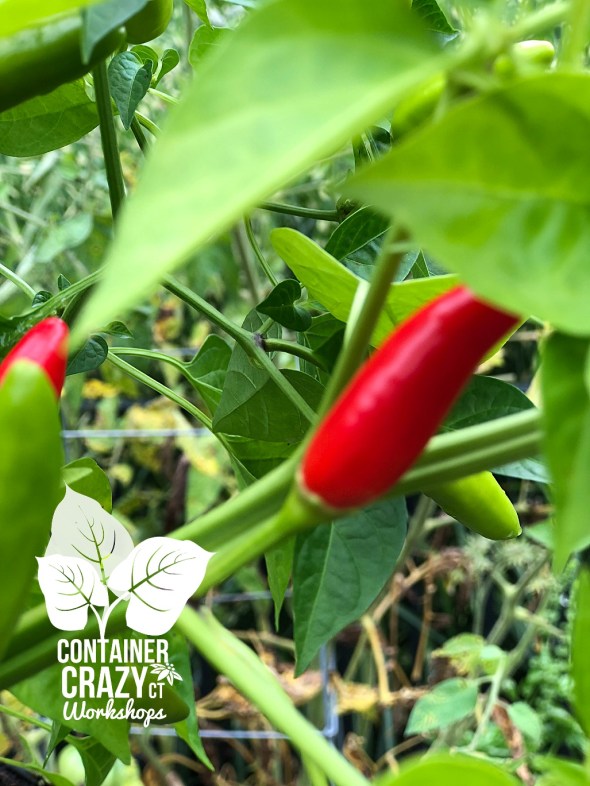 vegetables 2018 cathy T_0003