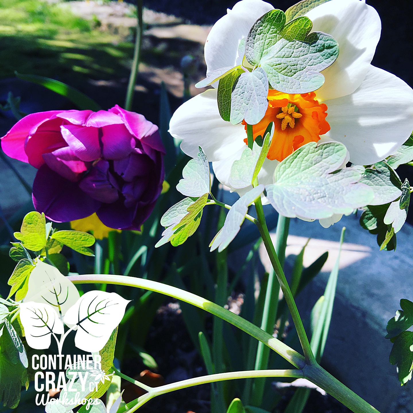 Mothers Day Copywrite CCC_0001