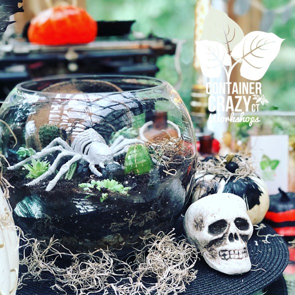 spooky terrarium copywrite photo C Testa_0001