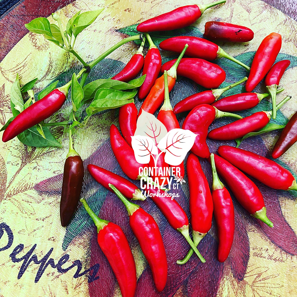 A Pepper Plants Copywrite C Testa_0001