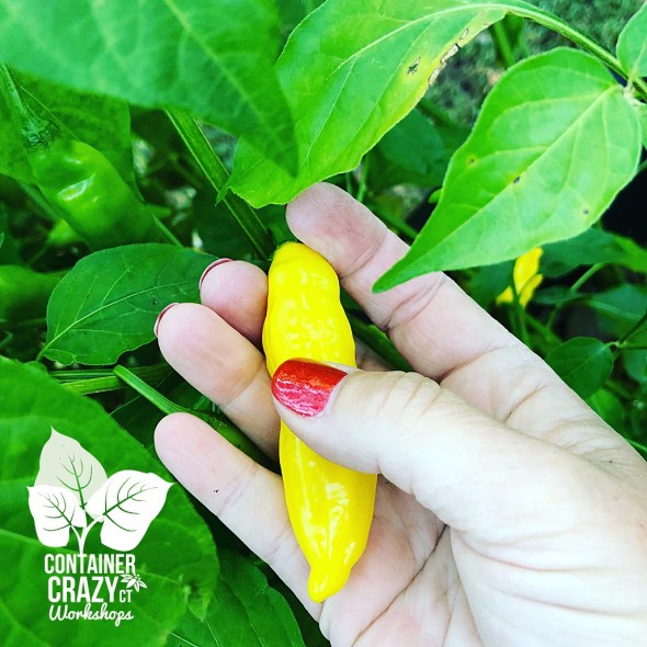 A Pepper Plants Copywrite C Testa_0002