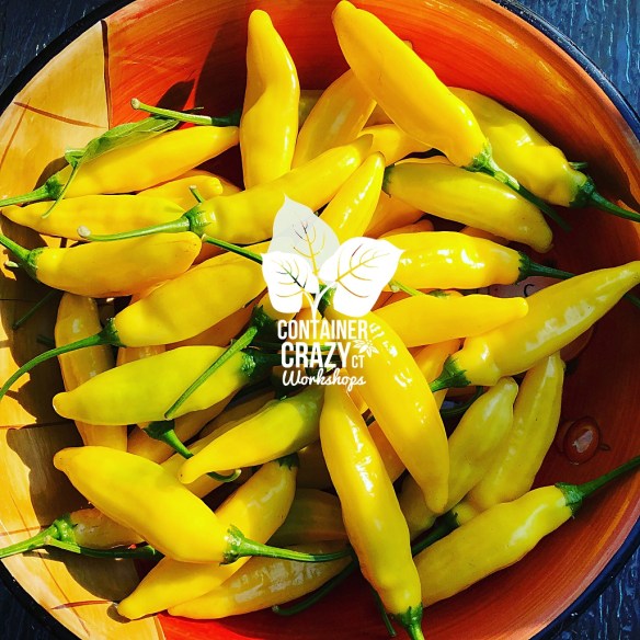 Hot Peppers Ready for Winter Recipes | Container Crazy CT