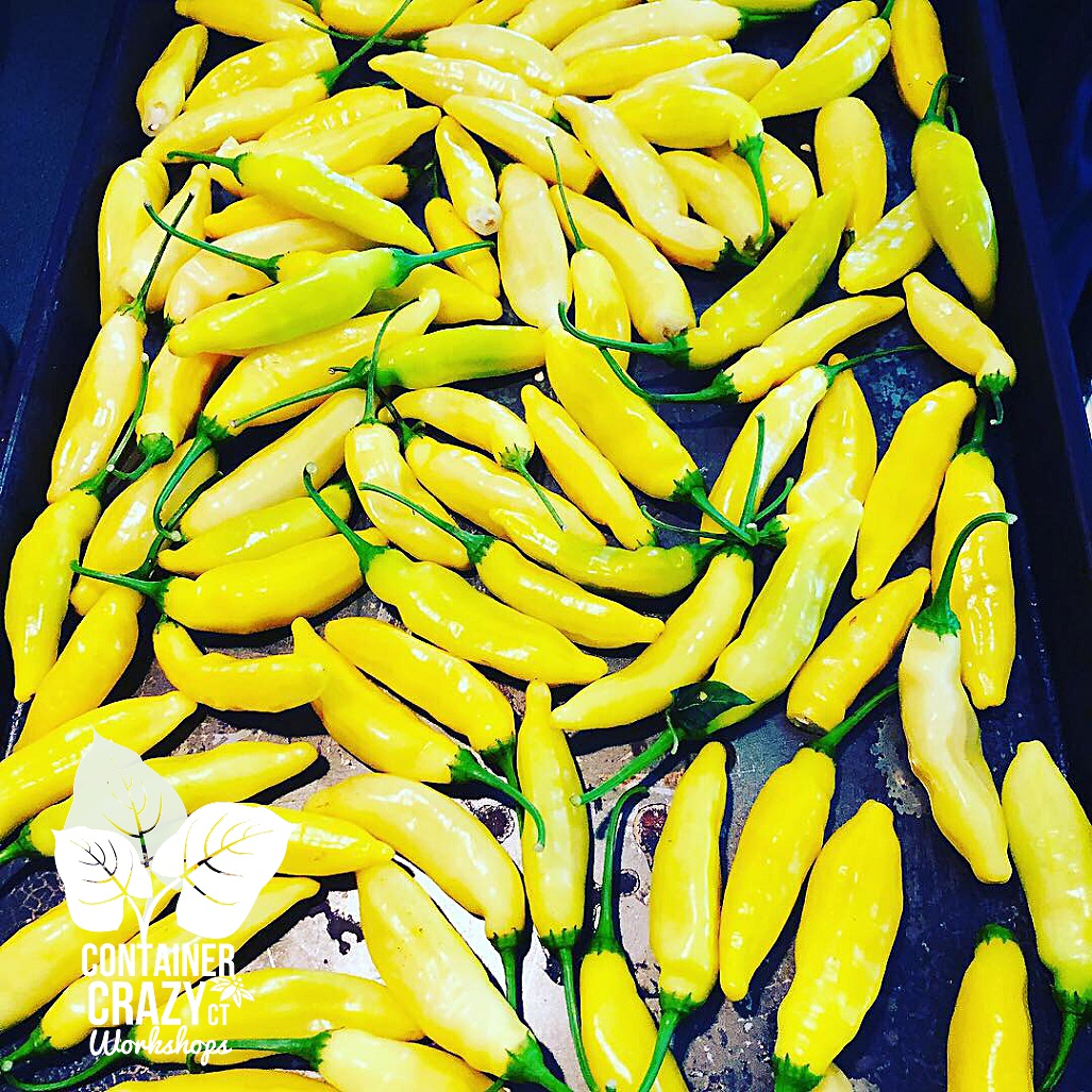 A Pepper Plants Copywrite C Testa_0009