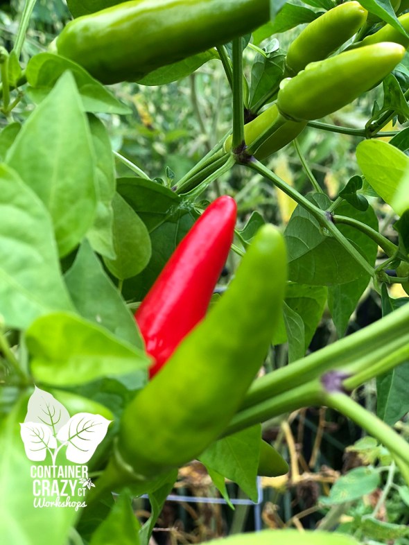 A Pepper Plants Copywrite C Testa_0010