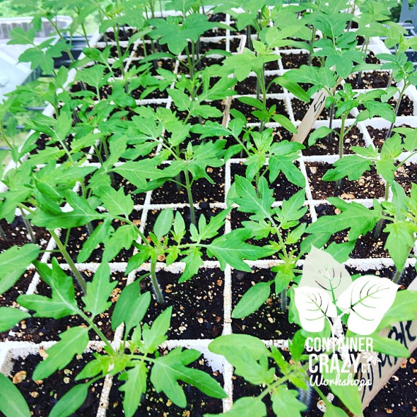 seed starting c testa copywrite_0017