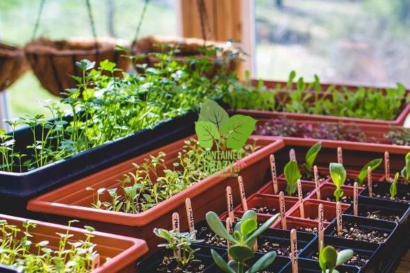 SEEDLINGS C Testa Copywrite_0001