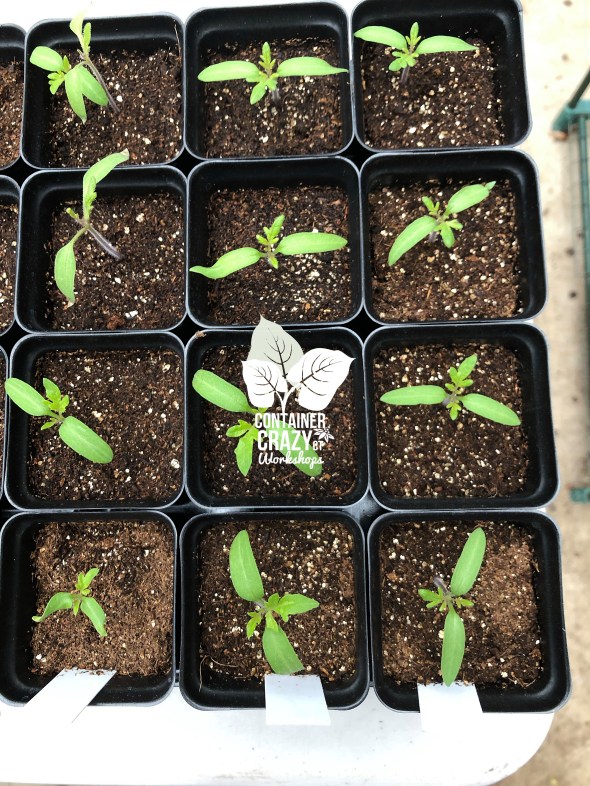 SEEDLINGS C Testa Copywrite_0008