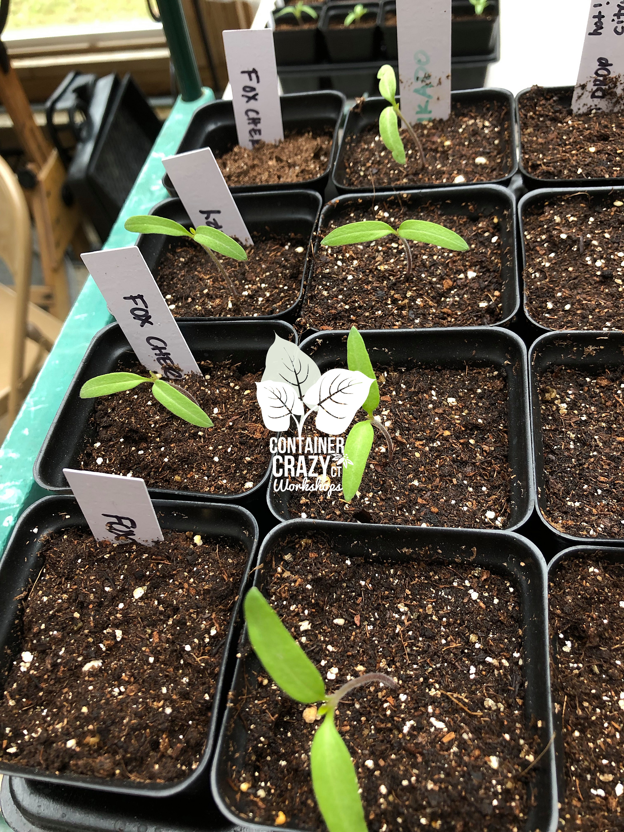 SEEDLINGS C Testa Copywrite_0015