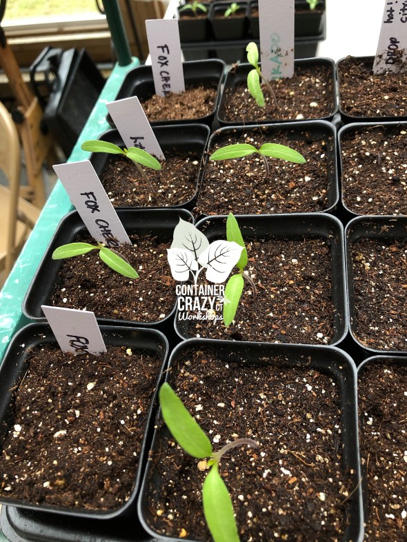 SEEDLINGS C Testa Copywrite_0015