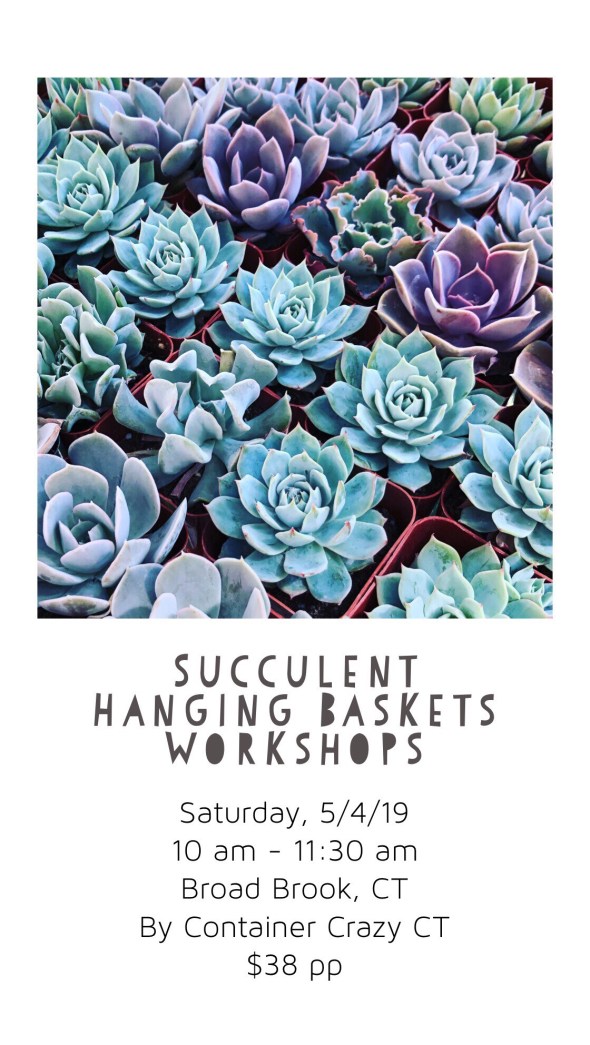 Cathy Testa Succ Hanging Baskets