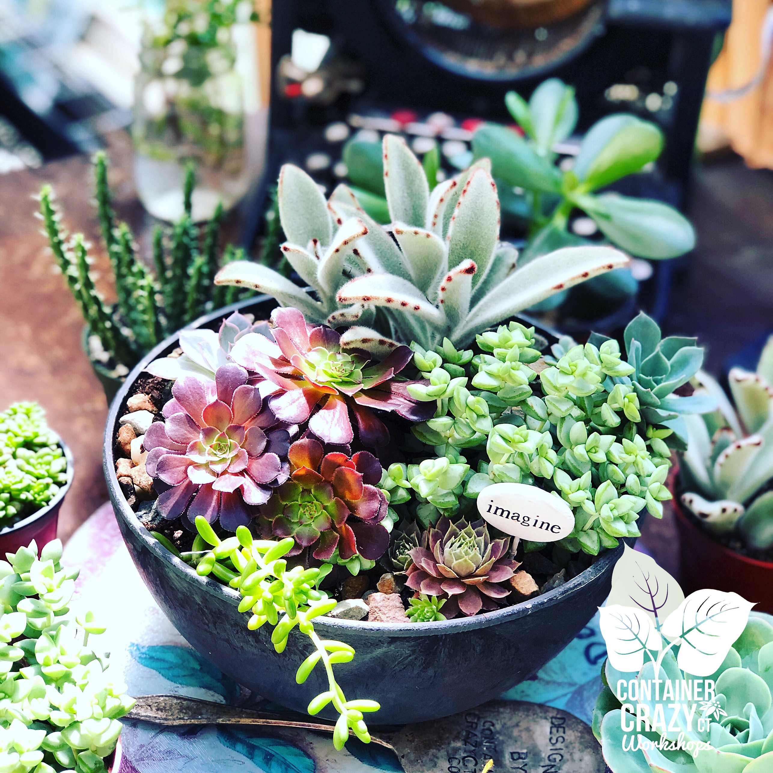 A Succulents 2019 C Testa Copywrite_0010